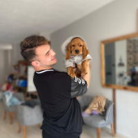 İngiliz Cocker Spaniel, Köpek  Simba fotoğrafı
