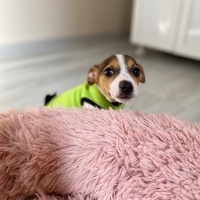 Jack Russell Terrier, Köpek  Bihter fotoğrafı