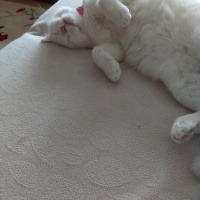 British Shorthair, Kedi  Pamuk  fotoğrafı