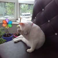 British Shorthair, Kedi  Pamuk  fotoğrafı