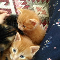 Tekir Kedi, Kedi  rıza ile şefika fotoğrafı
