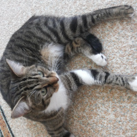 Tekir Kedi, Kedi  Lusi fotoğrafı