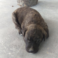 Amerikan Pitbull Terrier, Köpek  EZEL fotoğrafı