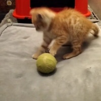 Sarman, Kedi  Latte fotoğrafı