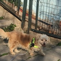 Maltese, Köpek  Venüs fotoğrafı