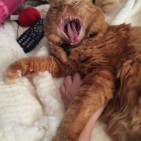 Tekir Kedi, Kedi  pati fotoğrafı