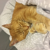 Tekir Kedi, Kedi  pati fotoğrafı