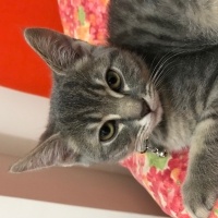 Tekir Kedi, Kedi  Gece fotoğrafı
