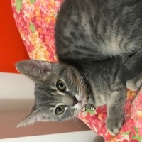 Tekir Kedi, Kedi  Gece fotoğrafı