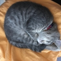 Tekir Kedi, Kedi  Gece fotoğrafı