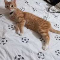 Sarman, Kedi  Tarçın fotoğrafı