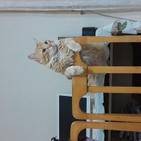 Sarman, Kedi  Karamel fotoğrafı