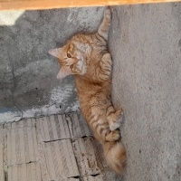 Sarman, Kedi  Karamel fotoğrafı
