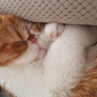 Exotic Shorthair, Kedi  Pamuk fotoğrafı