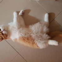 Exotic Shorthair, Kedi  Pamuk fotoğrafı