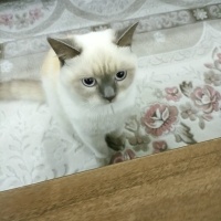 Siyam Kedisi, Kedi  Bulut fotoğrafı