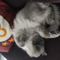 British Longhair, Kedi  Dumana yuva arıyoruz 1.5 yaşında fotoğrafı
