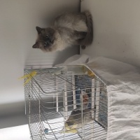 British Longhair, Kedi  Dumana yuva arıyoruz 1.5 yaşında fotoğrafı