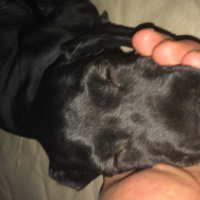 Amerikan Cocker Spaniel, Köpek  Body fotoğrafı