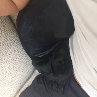 Amerikan Cocker Spaniel, Köpek  Body fotoğrafı