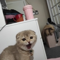Scottish Fold, Kedi  Luna fotoğrafı
