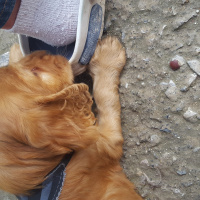 Amerikan Cocker Spaniel, Köpek  Tarçın fotoğrafı