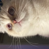 British Shorthair, Kedi  pamuk fotoğrafı