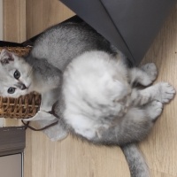 Scottish Fold, Kedi  Scottish fold blue point silver fotoğrafı
