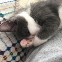 Tekir Kedi, Kedi  Fiona fotoğrafı