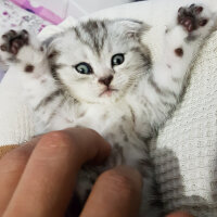 Scottish Fold, Kedi  SUŞİ fotoğrafı