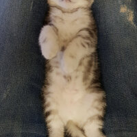 Scottish Fold, Kedi  SUŞİ fotoğrafı