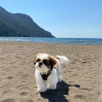 Shih Tzu, Köpek  Kaju fotoğrafı