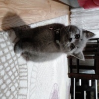 British Shorthair, Kedi  duman fotoğrafı