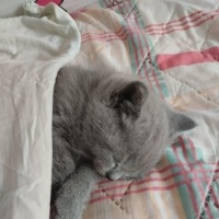 British Shorthair, Kedi  duman fotoğrafı