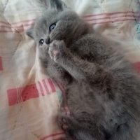 British Shorthair, Kedi  duman fotoğrafı