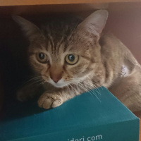 Tekir Kedi, Kedi  Ceviz fotoğrafı