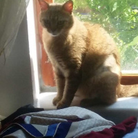 Tekir Kedi, Kedi  Ceviz fotoğrafı
