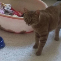 Tekir Kedi, Kedi  Ceviz fotoğrafı