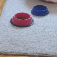 Tekir Kedi, Kedi  Ceviz fotoğrafı
