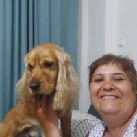 İngiliz Cocker Spaniel, Köpek  Wisky fotoğrafı