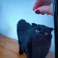 Bombay, Kedi  Zeytin fotoğrafı