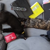 Bombay, Kedi  Obby ve dobby fotoğrafı