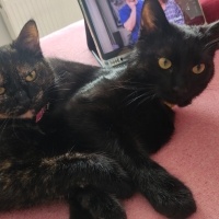 Bombay, Kedi  Obby ve dobby fotoğrafı