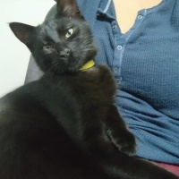 Bombay, Kedi  Obby ve dobby fotoğrafı