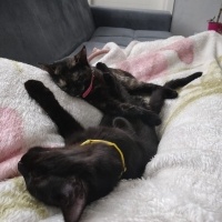 Bombay, Kedi  Obby ve dobby fotoğrafı
