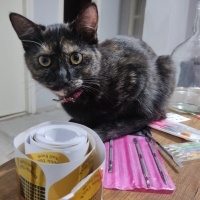 Bombay, Kedi  Obby ve dobby fotoğrafı