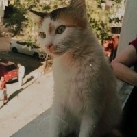 Sarman, Kedi  limon fotoğrafı
