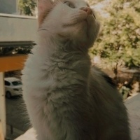 Sarman, Kedi  limon fotoğrafı
