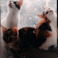 Sarman, Kedi  limon fotoğrafı