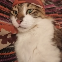 Sarman, Kedi  limon fotoğrafı